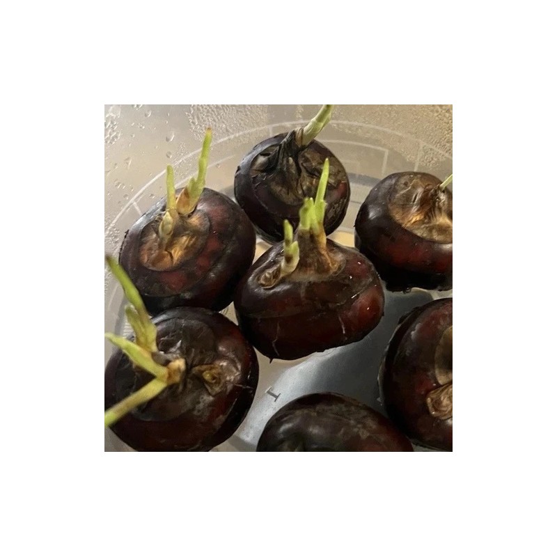 Water Chestnut 5pcs Sprouted Water Chestnut Bulbs Eleocharis Dulcis Ready