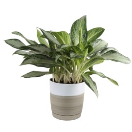 Costa Farms Chinese Evergreen Aglaonema Indoor Plant in in Décor Planter, 2-Feet Tall, White-Natural