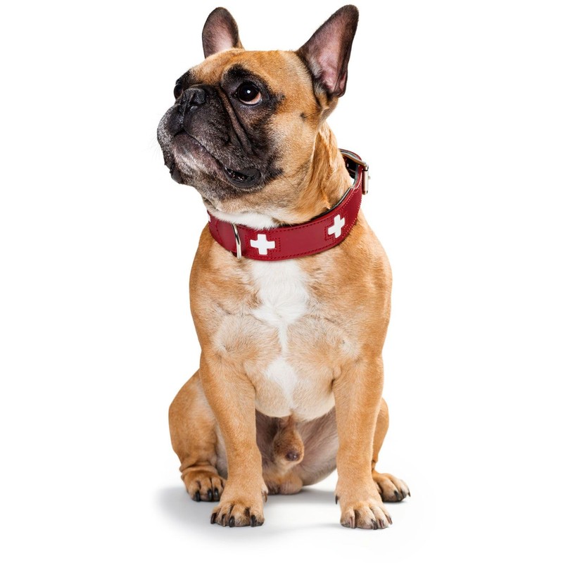 HUNTER SWISS Hundehalsband, Leder, hochwertig, schweizer Kreuz, 37 (XS-S), rot/schwarz