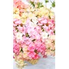 TomorrowSeeds - Phlox of Sheep Pastel Mix Phlox Seeds -
