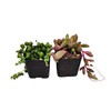 FOlIAGEMS Live Succulent Plants from USKC (Two 2"Pot Set) (String