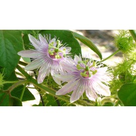 Buy Rare Seeds Passiflora foetida | Wild Maracuja| Bush Passion Fruit| 5_Seeds