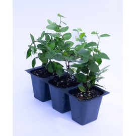 3 Creeping Fig, Ficus Repens, Growing in 2.5" Nursery Cubes, Attractive Easy to Grow Vine