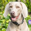 HUGO & HUDSON x HACKETT Tweed Dog Collar with Adjustable