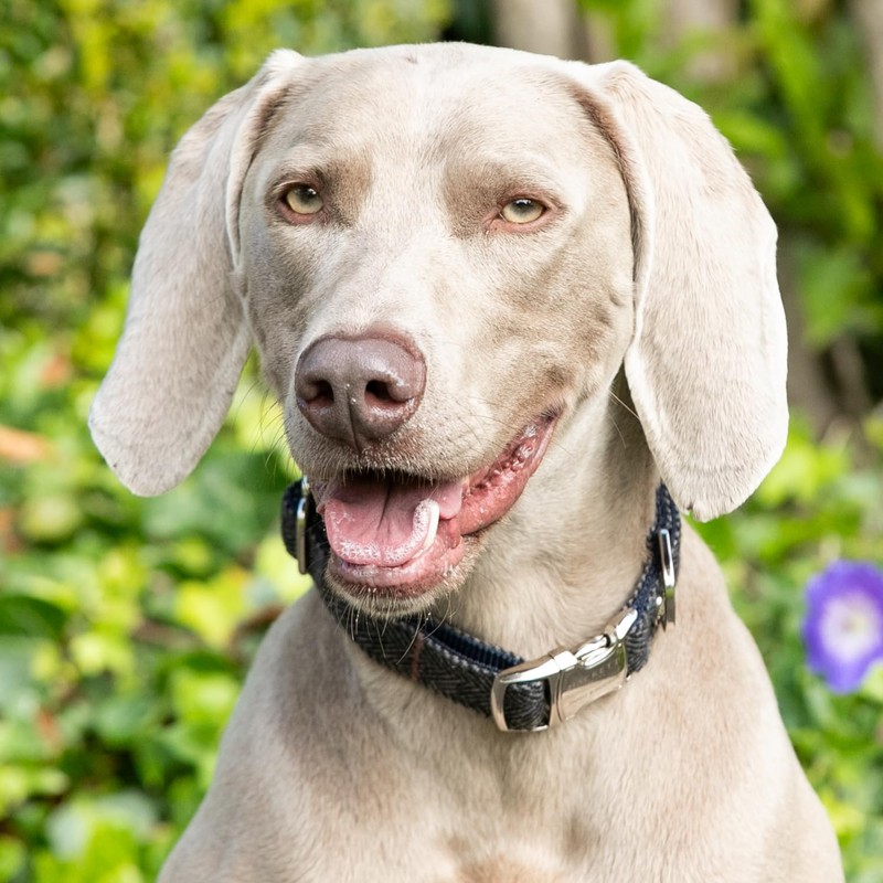 HUGO & HUDSON x HACKETT Tweed Dog Collar with Adjustable