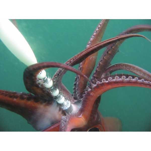 AHI Giant Squid Jig, 20"/24 oz, Luminous