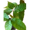Chocolate Tree / Theobroma Cacao - 1 live potted plant