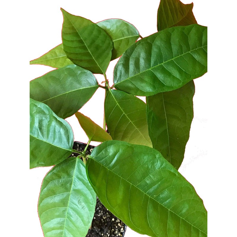 Chocolate Tree / Theobroma Cacao - 1 live potted plant