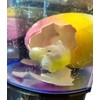 Incredible Novelties - Mega Unicorn Egg, Growing Unicorn Hatch from