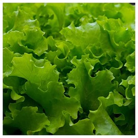 Everwilde Farms - 1 Lb Organic Great Lakes Butterhead Lettuce Seeds - Gold Vault Packet