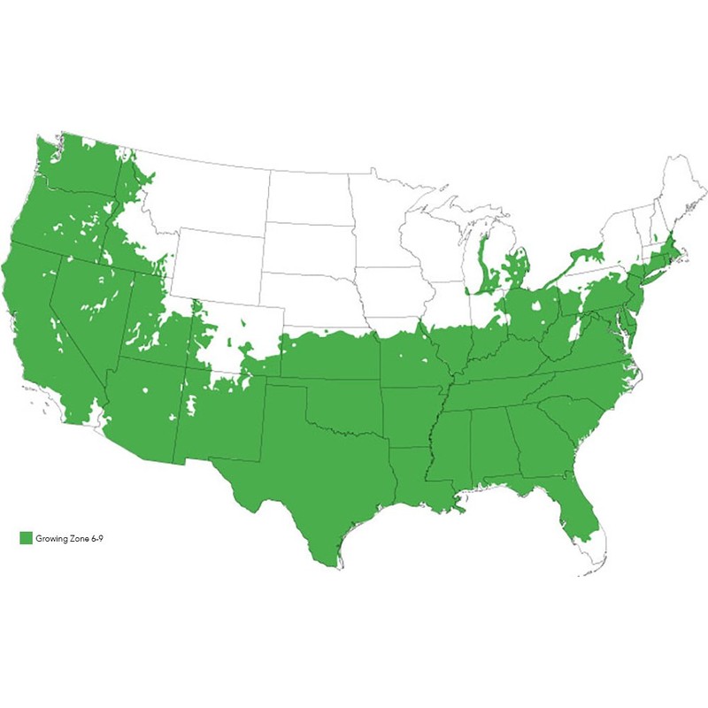 Black Diamond Best RED Crape Myrtle - Size: 3 Gallon,