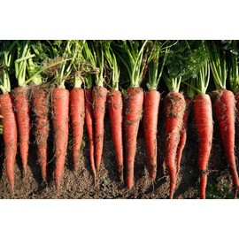 TomorrowSeeds - Kintoki Red Carrot Seeds - 1500+ Count - for 2025 Planting Noir Galaxy Obsidian Cosmic Dark Purple Non-GMO Heirloom Garden Vegetable Carrots Grow Your Own Home Farm Patio Healthy