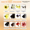 12 Pcs Insect in Resin Specimen Bugs Collection Paperweights, Resin