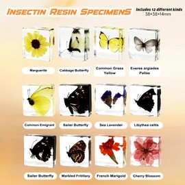 12 Pcs Insect in Resin Specimen Bugs Collection Paperweights, Resin Insects Specimen Frame Decoration for Tabletop Wall Art Decoration Scientific Educational Display Supplies (12 PCS Butterflies)