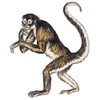 CafePress Spider Monkey Rectangle Magnet, 3"x2" Refrigerator Magnet