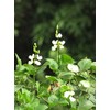 Hyacinth Bean Vine ~100 Seeds White,great for Trellis, -Beautiful