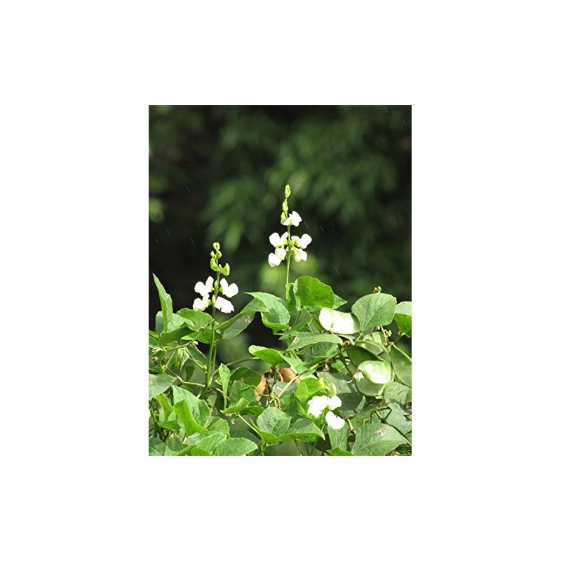 Hyacinth Bean Vine ~100 Seeds White,great for Trellis, -Beautiful