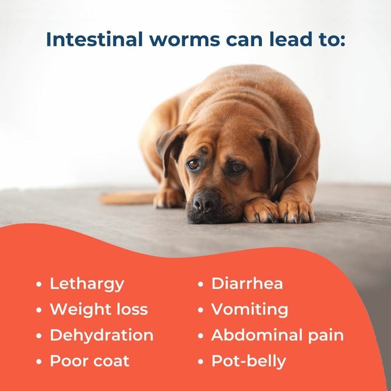 BestLife4Pets Broad Spectrum De-wormer for All Dogs