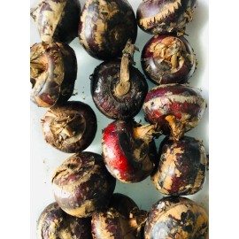 Unbranded Fresh Live Chinese Water Chestnut Bulbs Eleocharis Dulcis Ready to Plant - Brown, 6