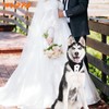Tuxedo Bandana Collar with Bow Tie Pet Wedding Tux Formal
