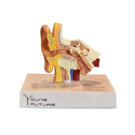 Human Anatomy Type Human Ear Simulation Model Desktop Ear Model