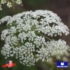 Maxboba Angelica Herb Seeds Non-GMO Heirloom - 100 Seeds