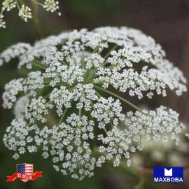 Maxboba Angelica Herb Seeds Non-GMO Heirloom - 100 Seeds