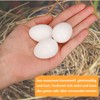 aleawol Pack of 50 Fake Pigeon Eggs, Solid Plastic Pigeon