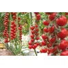 KIRA SEEDS - Vine Tomato - Giant - Heirloom Vegetable