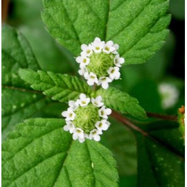 Aztec Sweet Herb Seeds (Lippia dulcis) Packet of 50 Seeds