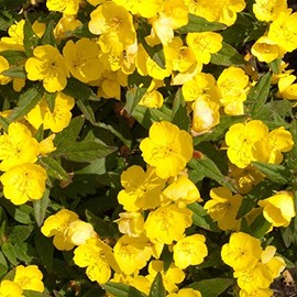 Dwarf Evening Primrose Flower Garden Seeds - 500 Mg Packet ~1300 Seeds - Perennial Flower Gardening Seed - Oenothera glazioviana