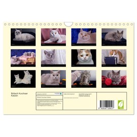 Britisch Kurzhaar Katzen (Wandkalender 2026 DIN A4 quer), CALVENDO Monatskalender
