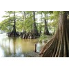 Bald Cypress | 3 Live Trees | Taxodium Distichum |