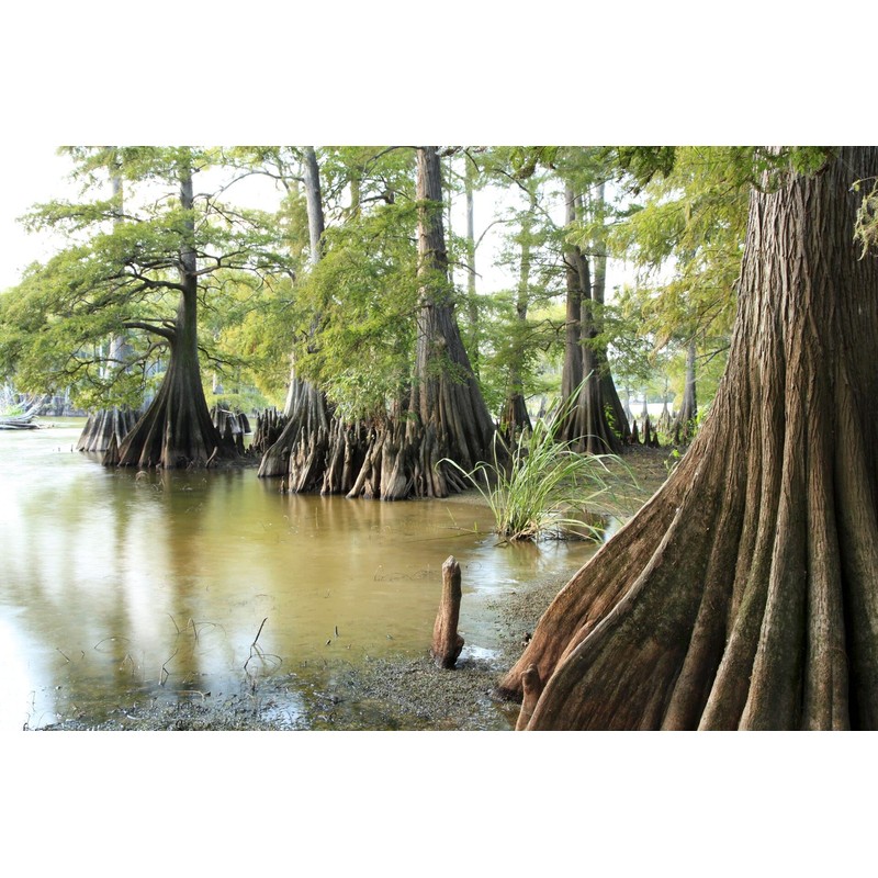 Bald Cypress | 3 Live Trees | Taxodium Distichum |