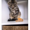 SmartyKat Chickadee Chirp Electronic Sound Cat Toy, Contains Catnip, Battery