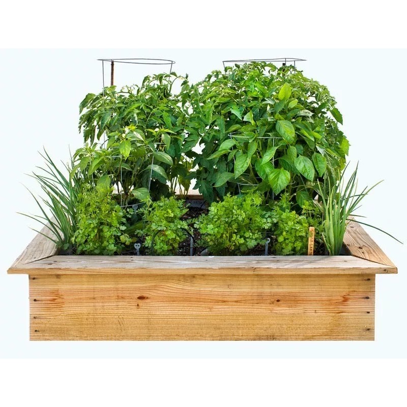 Frontier Seeds NON-GMO Red Burgundy Okra seeds Heirloom Open Pollinated