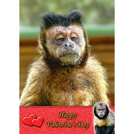 Monkey Animal Valentines Day Card