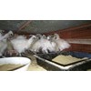 Kenko Club silky chicken garlic egg yolk enteric coated 63