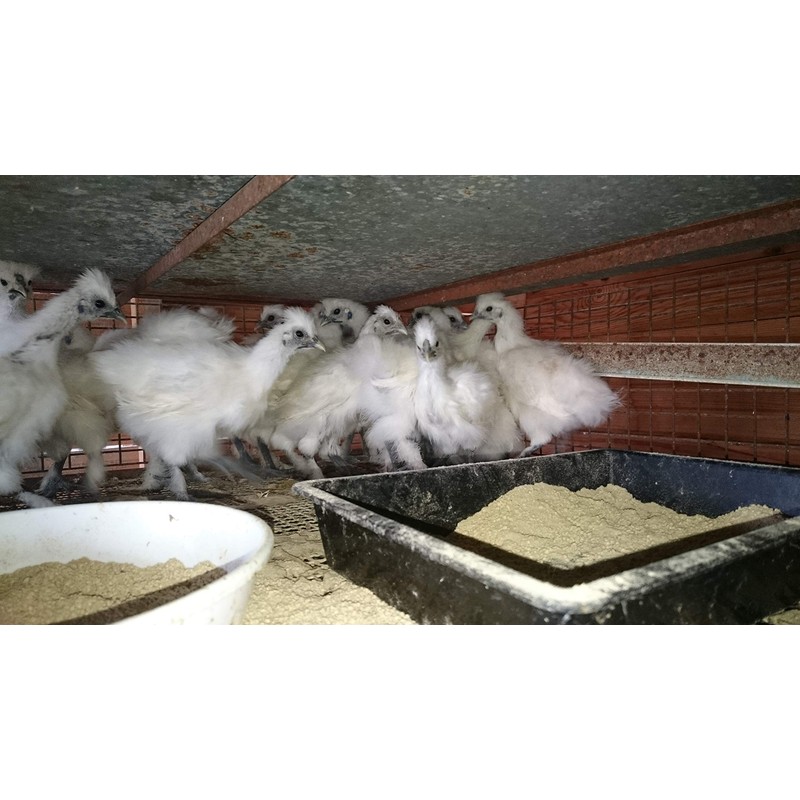 Kenko Club silky chicken garlic egg yolk enteric coated 63