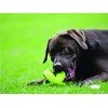 Happy Pet Grubber dog toy in rugby ball shape, jumping