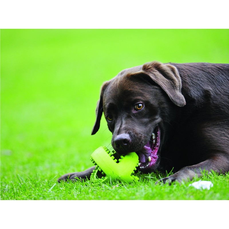 Happy Pet Grubber dog toy in rugby ball shape, jumping