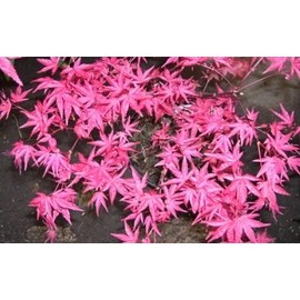 Beni Maiko Japanese Maple 1 - Year Graft