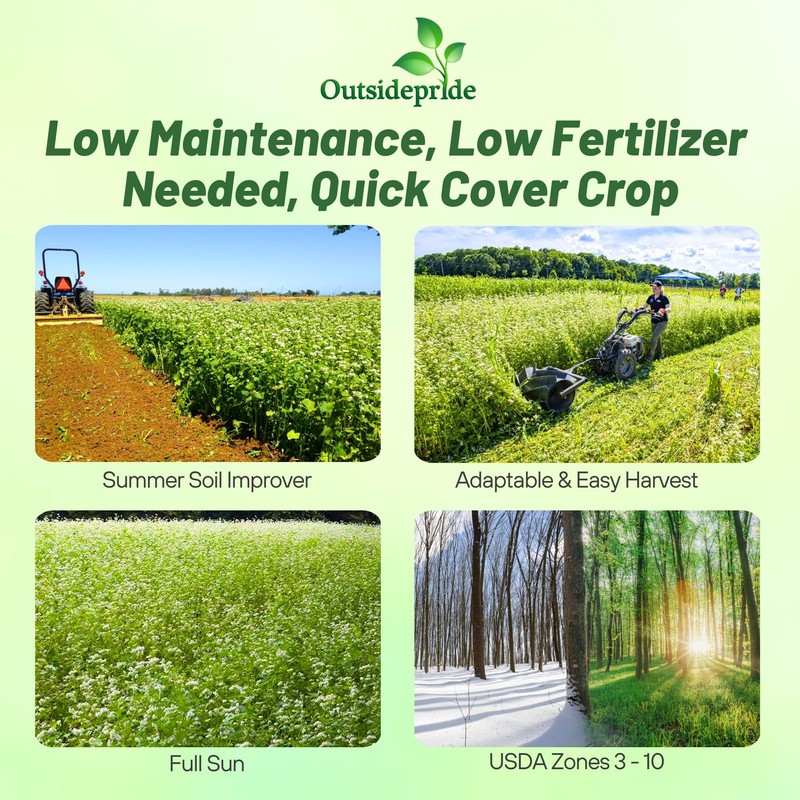 Outsidepride Buckwheat Seeds - 20lbs Annual, Fast-Growing, Easy to Grow