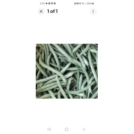 Green acres 50+ Provider Bush Green Bean Seed NON-GMO,Organi