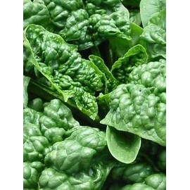Spinach Bloomsdale Bulk 7,000 Seeds Great Heirloom Vegetable