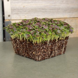 Red Tatsoi Mustard Seeds - 2 g Packet ~800 Seeds - Herb & Vegetable Gardening Seed - Non-GMO, Open Pollinated - Brassica rapa Narinosa