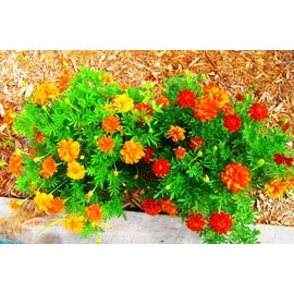 Mixed Colors Marigold Seeds French Dwarf Flowers Seed Planting Outdoors Garden 200 Pcs Seeds