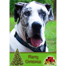 Great Dane Dog Christmas Card 'Merry Christmas' - Special Animal Xmas Card for Him Her from Pets Kids