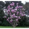 Toadstool Seeds 5 Purple Magnolia Seeds LILY FLOWER TREE Fragrant