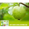 MATCHA DNA Guava Leaf Tea - 120 Individually Wrapped Teabags